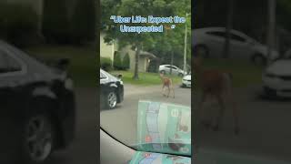 You’re seconds away from drop-off and nature says ‘hold up’ 🦌😂 #OnlyInAmerica #UberAdventures”