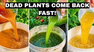 5 Natural Fertilizers That Bring Dead Plants Back to Life Instantly!