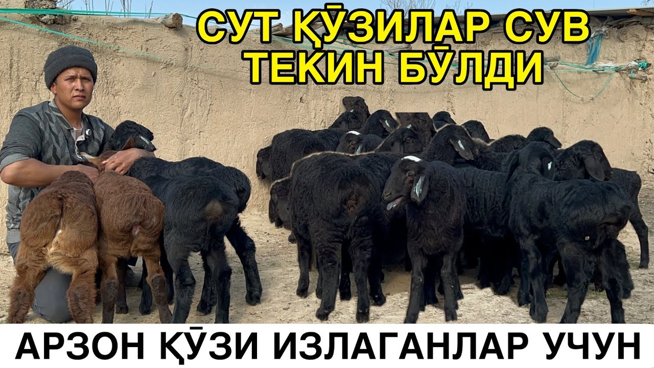 ӮЗБЕКИСТОН БӮЙЛАБ. ☎️+998992728213 ☎️+998912228213