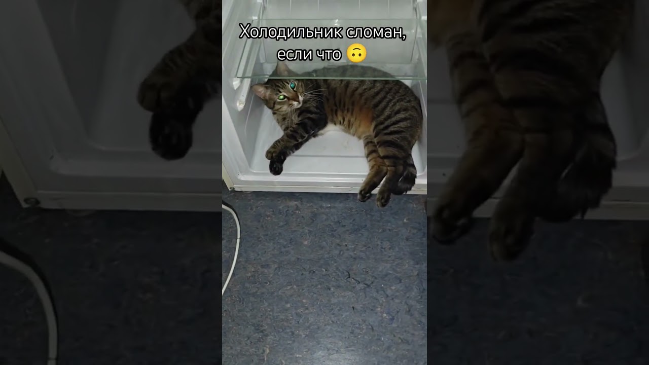 TG мои истории спасения (irescue) #cat #кот #спасениеживотных #котик #помощьбездомным #cat