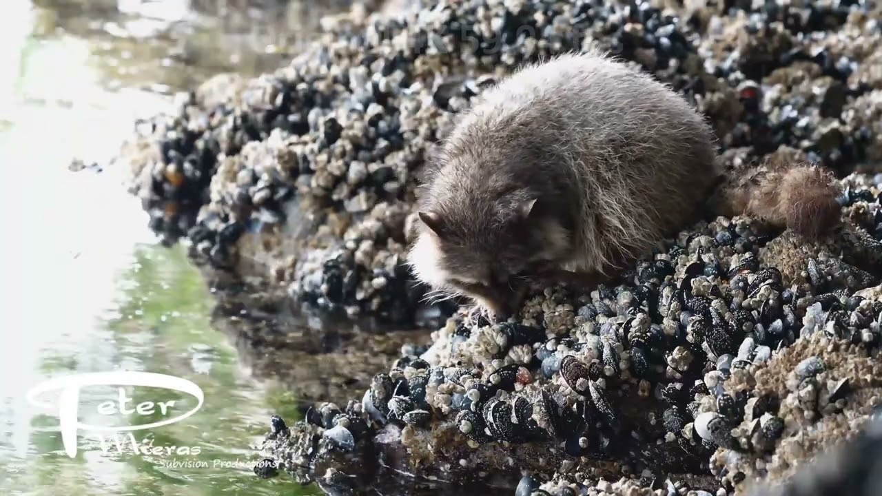 Raccoon, Procyon lotor,  feeding on mussels and worms on rocky beach, 4K stock footage