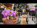 이렇게 관람하시면 재미가 100배!! 2026 오키디아 워커리아나 전시회 관람 방법 : 난알아요