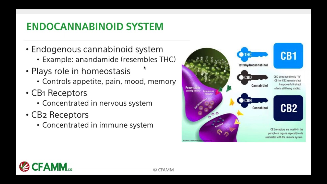 2017 06 14 12 02 Cannabis 101  Parkinson s Disease