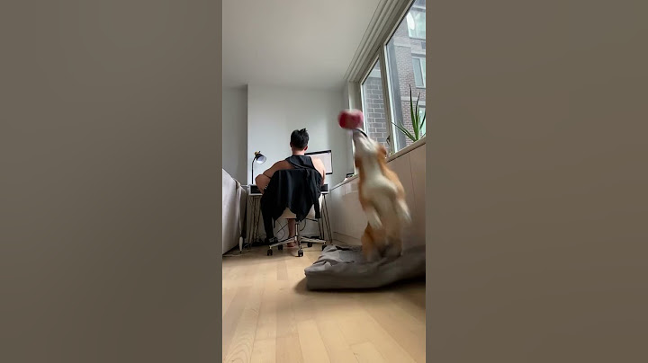 Work from home they said. It will be fun they said. #dogs #corgi #viralshorts