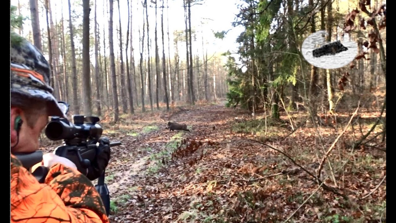 Wild boar driven hunting in December - great drive and 3 wild boars shot