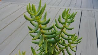 : A Fast Growing Beautiful Succulent (with actual results)