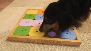 ワンコ用スライドパズルに挑戦【Dog's SUDOKU】