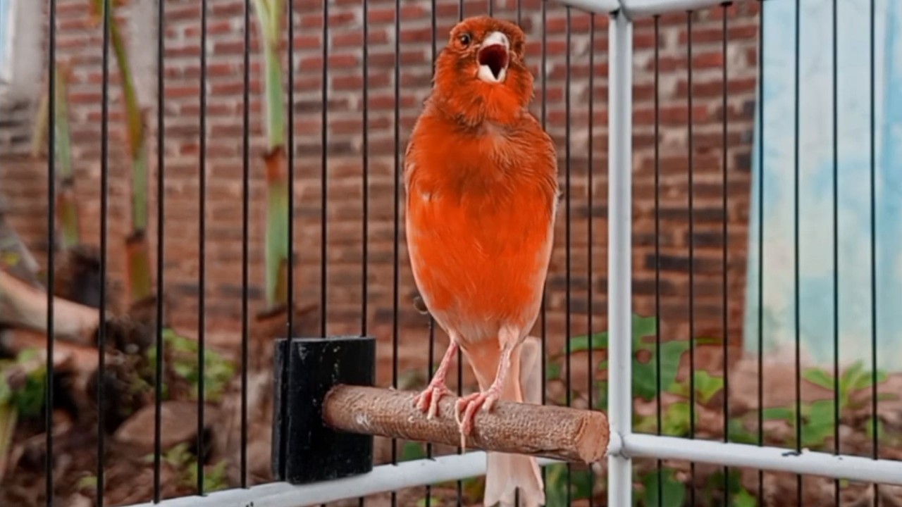 Canção de Canário Belga para Treinar Canários Jovens e Silenciosos a Cantar Diretamente |915
