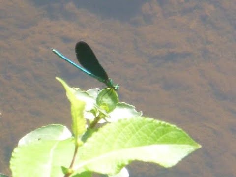 Video: Rosmarinkäferschädlinge - Erfahren Sie Tipps zum Umgang mit Rosmarinkäfern