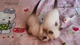 Тайские котята впервые без мамы! Тайские кошки - это чудо! Funny Cats