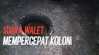 Cara menentukan Suara Walet Yang Cocok Buat Gedung Kita