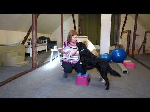 Video: Koiran Pakollinen Häiriö OCD Koirilla Outo Koiran Käyttäytyminen