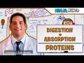 Gastrointestinal | Digestion & Absorption of Proteins