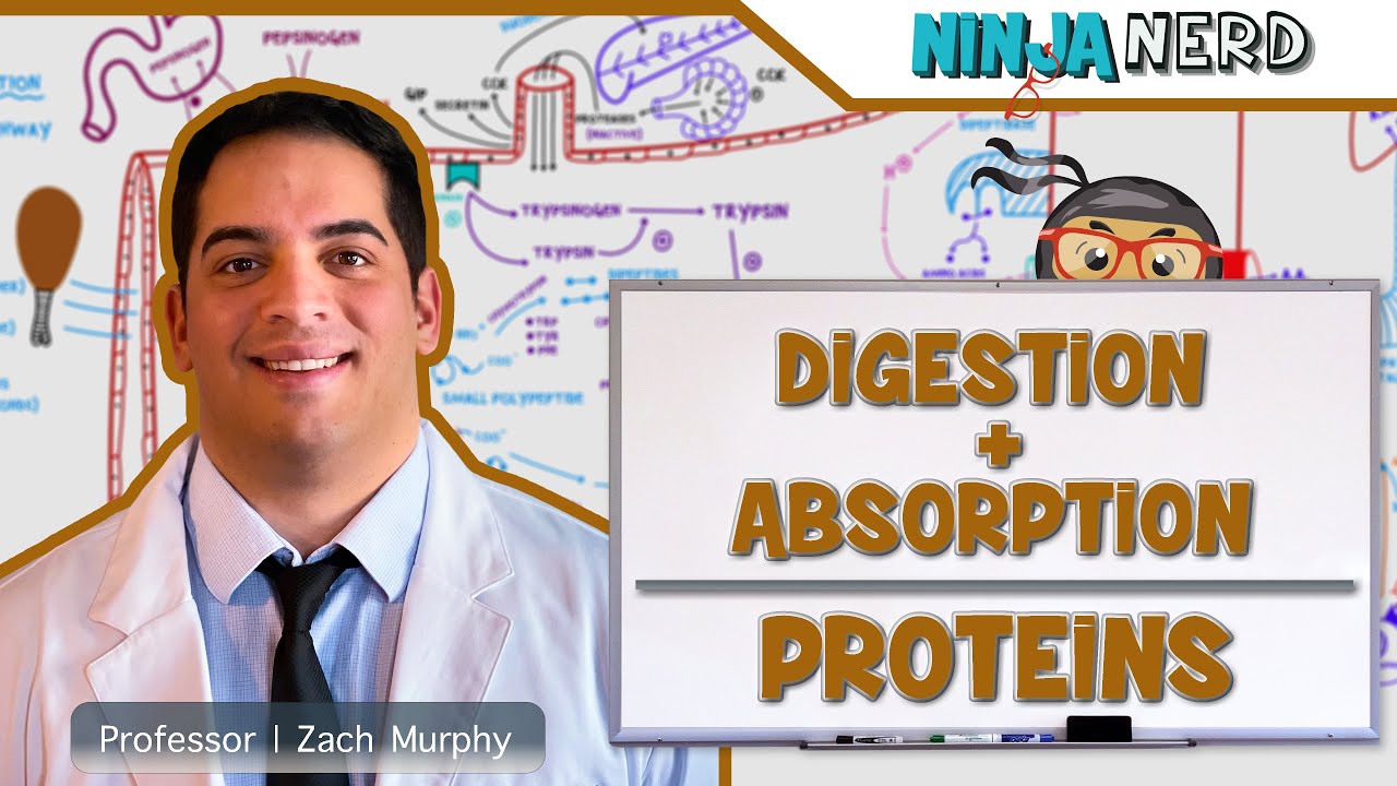 Gastrointestinal Digestion & Absorption of Proteins YouTube