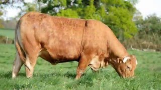 écran d'accueil - bovin viande limousin