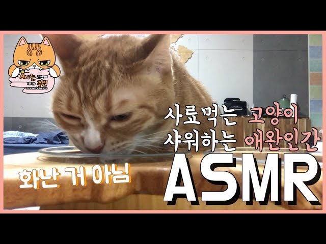 고양이와 ASMR에 도전해 보았습니다.