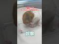ずっと体を掻いてる1歳6ヶ月のゴールデンハムスターが動物病院にやって来た！