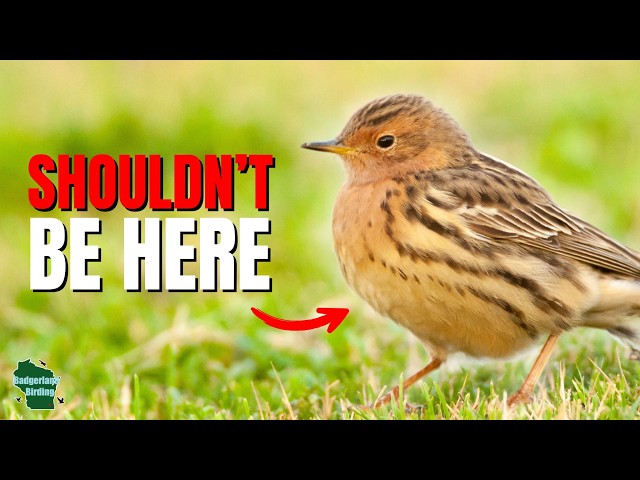 標本 Very Rare Mecosarthron buphagus 65mm We Found an Arctic Bird that Should NOT be in the United States
