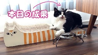 猫をキッチンペーパーで磨くのおすすめです🐾