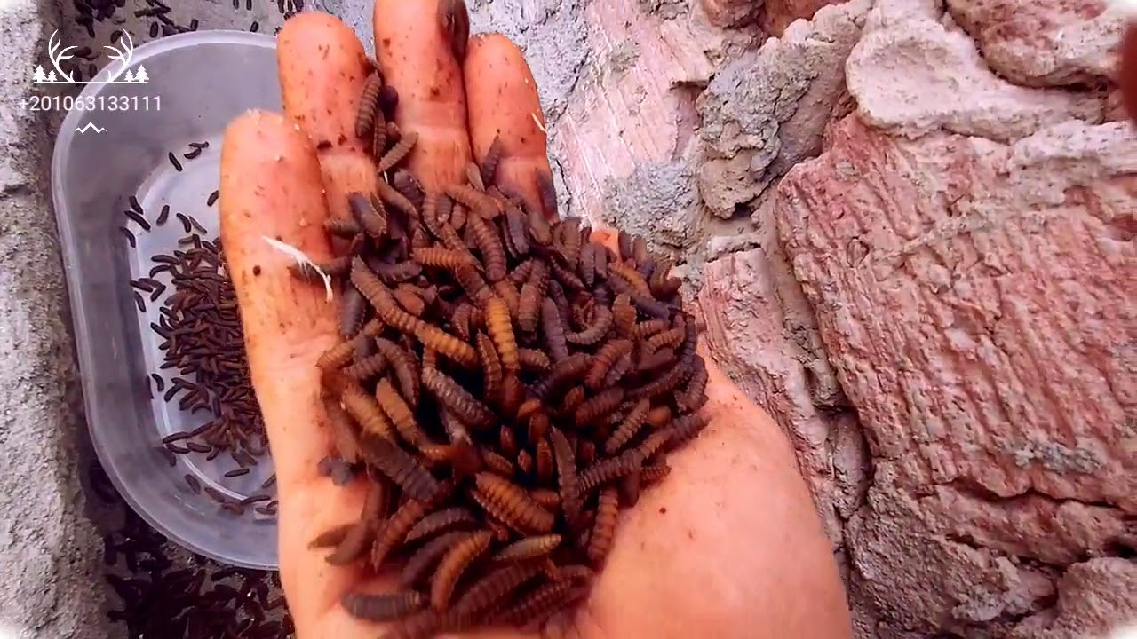 ملخص الطريقة المثالية لتربية ذبابة الجندي الاسود بدون اى تكاليف BIOPOND Maggot Bsf