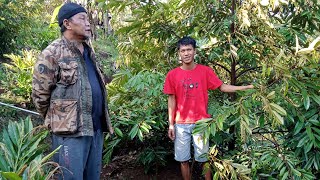 Kebun durian tasik malaya