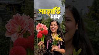 এবার পেলাম পাহাড়ি লিলি😩🌷 #lifestyle #minivlog #bengali #shorts #gardening #lily