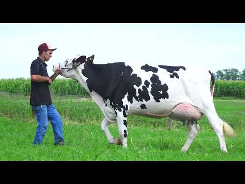 LOTE 12 NP6717