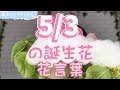 5/3の誕生花と花言葉【園芸のぶチャンネル】【５月】【３日】【ガーデニング】【雑学】【トリビア】【インパチェンス】