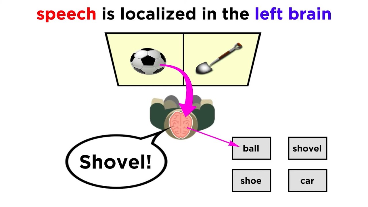 Brain Lateralization: The Split Brain - YouTube