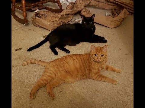 Goodbye Panther