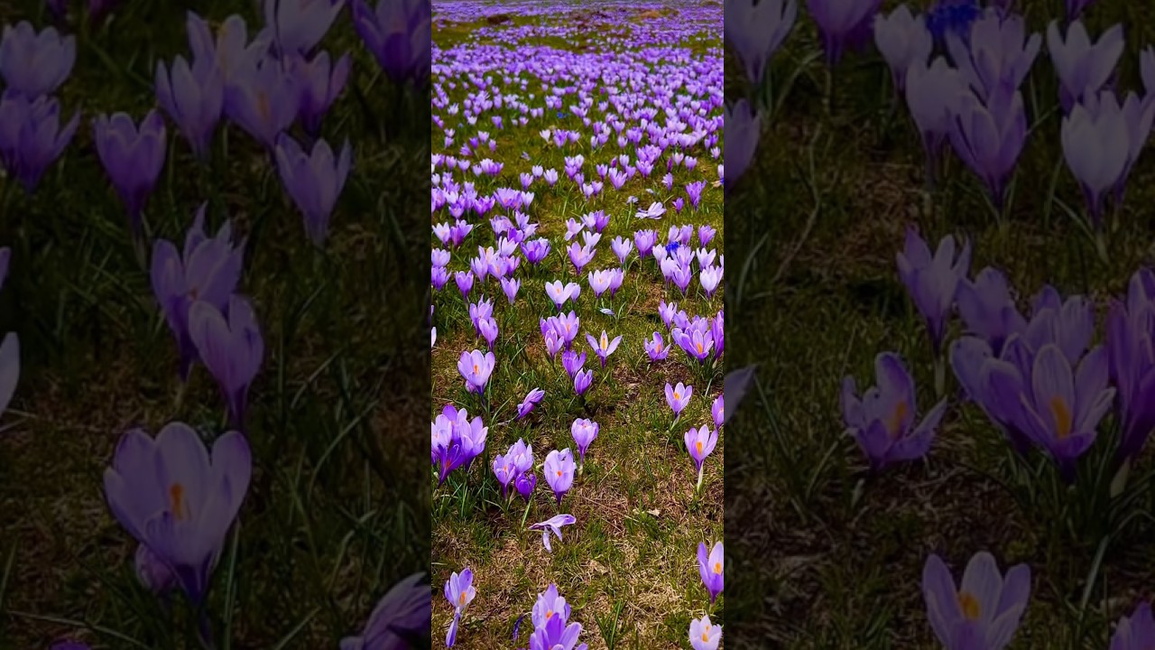 Saffron The Golden Spice of the World, Why Saffron is So Expensive A Spice Worth Its Weight in Gold.