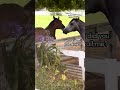 Enemy horses keep arguing over the water trough 🤣🐴 #Horses #FunnyAnimals #FarmAnimal