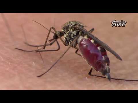 Video Cận cảnh con muỗi hút máu - youtube