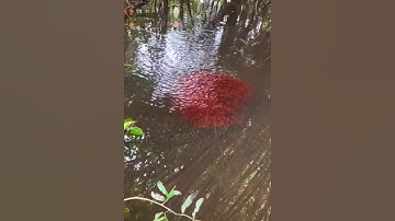 Câu cá lóc mẹ niềm vui của cần thủ và đàn cá con #cacconvat #docla #fishing