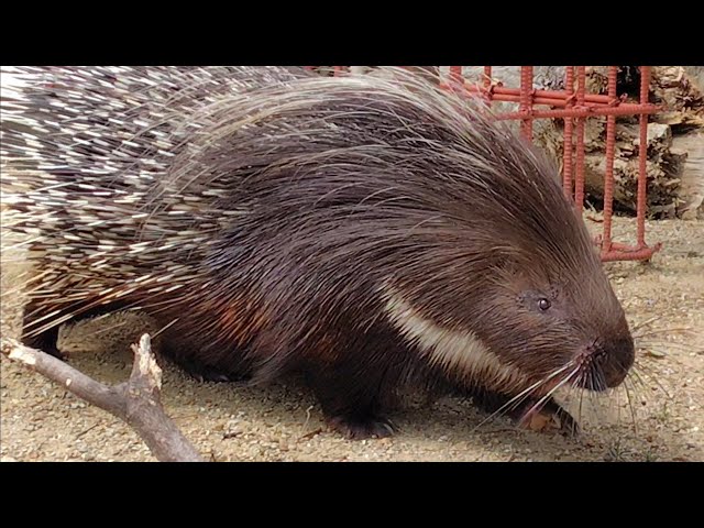 2026/04/20 アフリカタテガミヤマアラシのリカ - YouTube