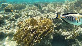 Snorkeling in Sharm el Sheikh 2022 - Part 2