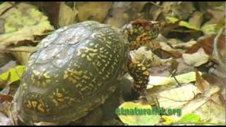 Box Turtles - mating gone wrong