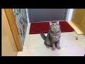 猫が喜ぶ映像:🥰素晴らしいクリップはすべてメンバーチャンネルにあります👇🏻🥰いつも動画楽しく観てます 🐈🐈⬛可愛い猫ちゃんに毎日癒されてます🙏🏻