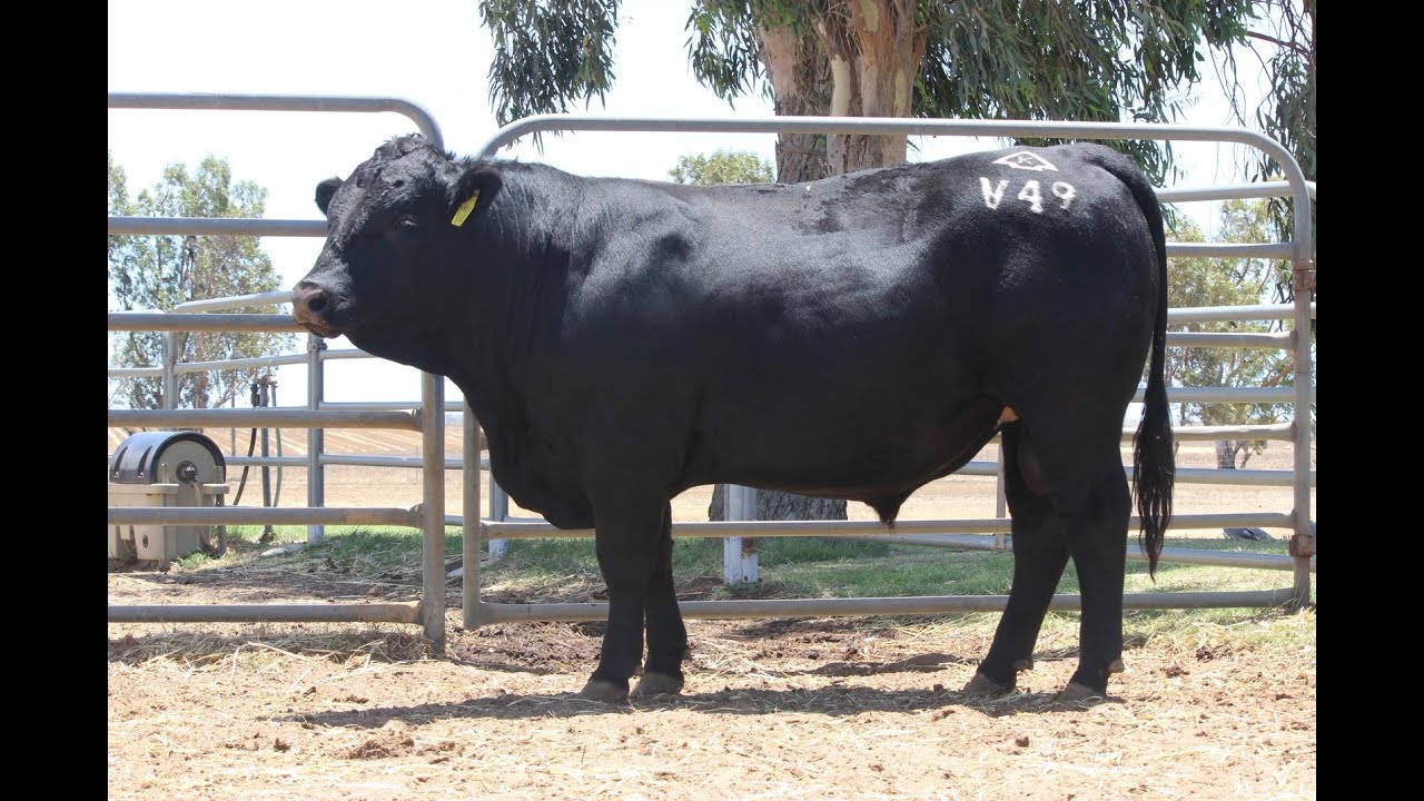 Lot 38 WGG24V49 Kapari Iceman V49