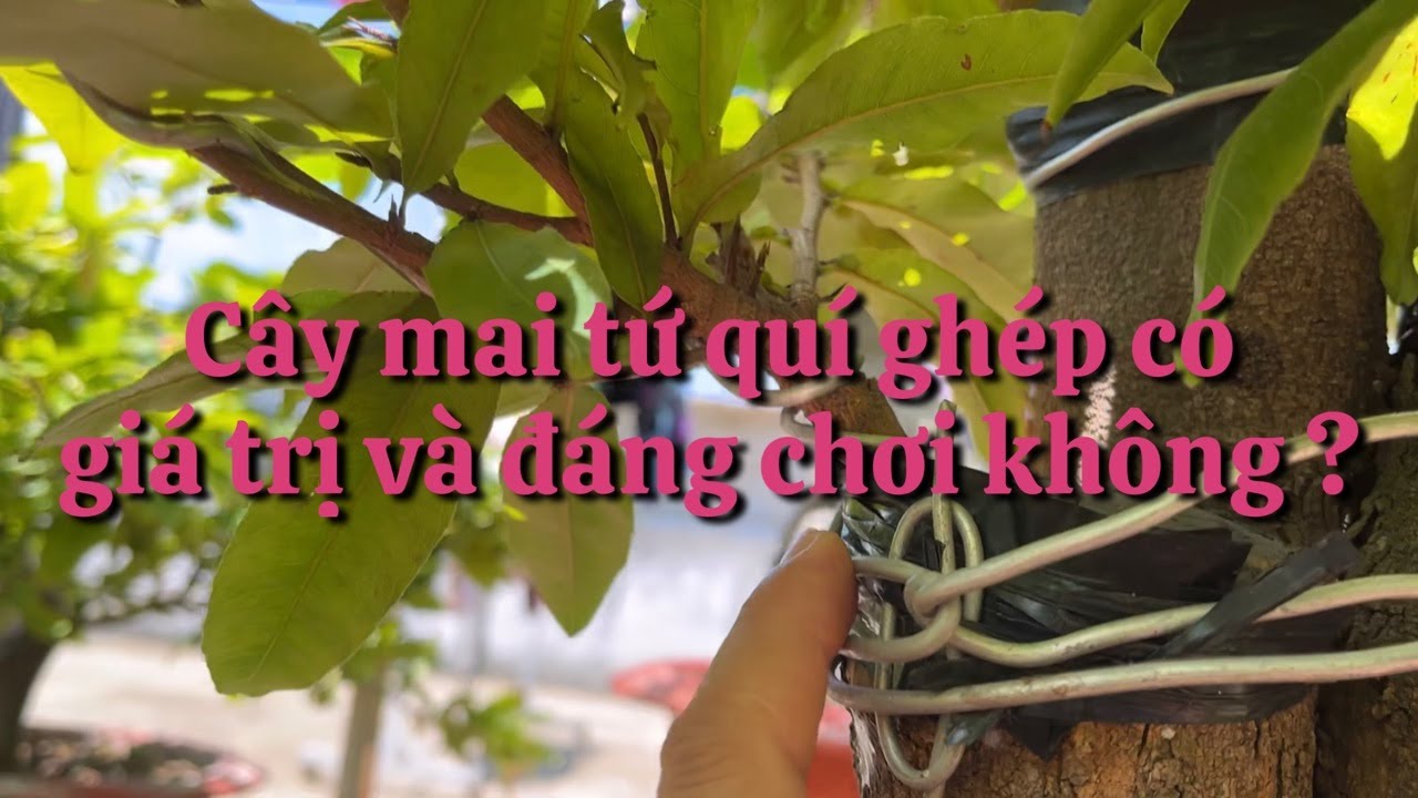 Cây mai tứ quí ghép có thật sự đem lại giá trị và niềm đam mê chơi mai không ?