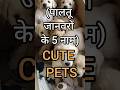 Learn English / Cute Pets 🥰 🐱