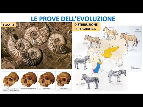Video: Quali sono le prove dell'evoluzione?