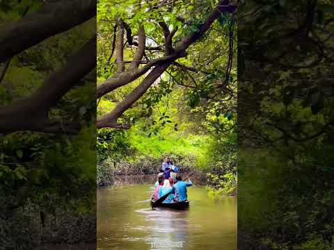 রাতারগুল সিলেট