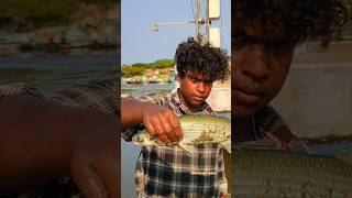 Catching Big Mullet fish in Net fishing #tamil #reels #fishermen