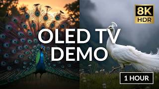8K HDR OLED TV Demo: Majestic Peacock Dance &amp; Display (1 Hour) - Ultra HD