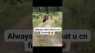 always start what u can finish#funny #monkey #animals ani