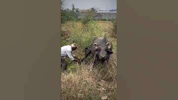 Buffalo rescue stuck in tree_#tree #viral #rescue #animals #viralvidoe #savetheanimals