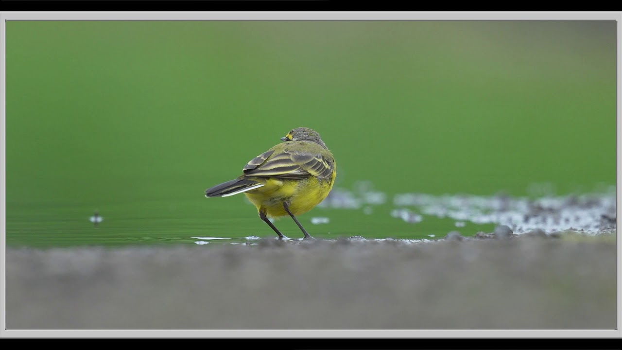 Eastern Yellow Wagtail 黃鶺鴒