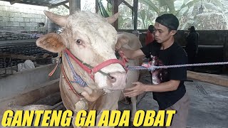 GREBEK SAPI MIRIP REYMOND SETIA FARM GANTENGNYA GAK ADA OBAT || PEGUNUNGAN FARM