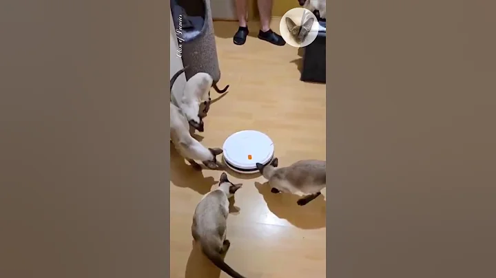 Watch the video about Robot vacuum cleaner - my cats' new toy 😊😂😊 cat and vacuum cleaner | oriental cats | cat family 😊